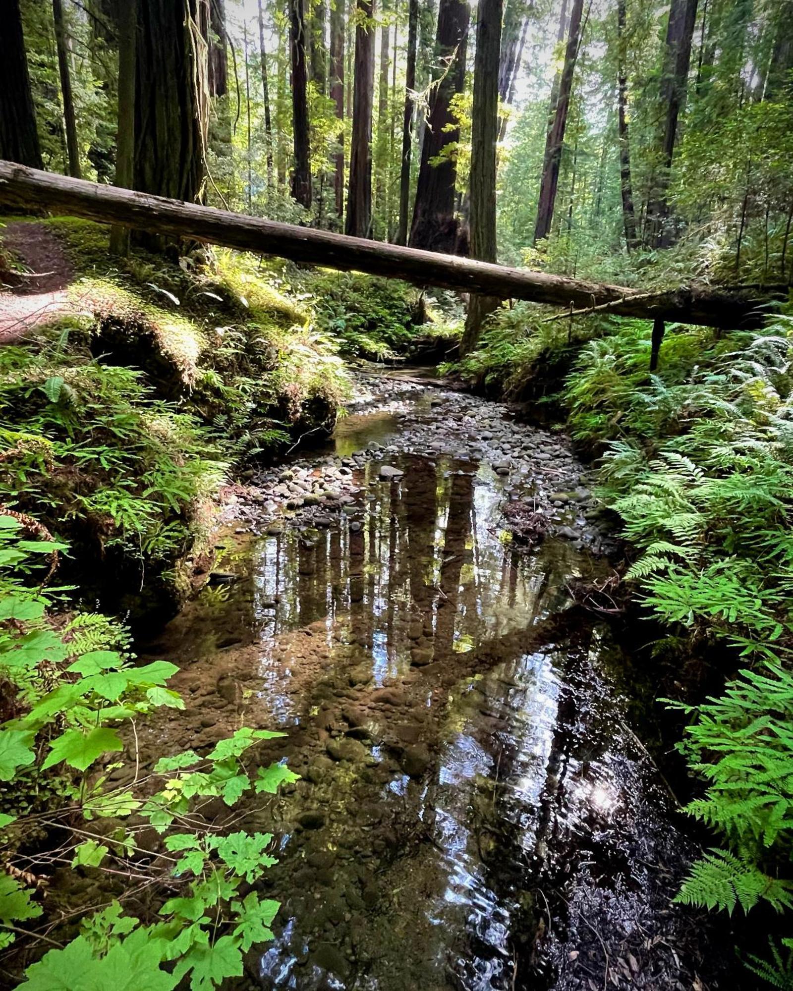 Avenue Of The Giants Caraway Cottage Miranda Екстер'єр фото