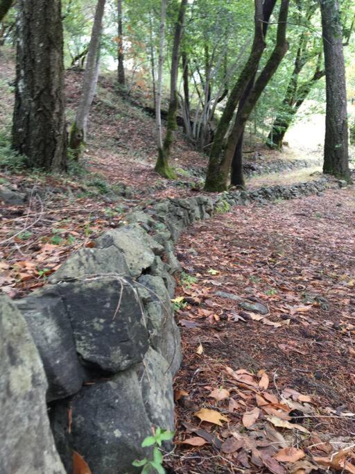Avenue Of The Giants Caraway Cottage Miranda Екстер'єр фото